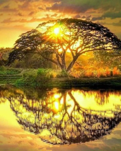 Arbre humoristique